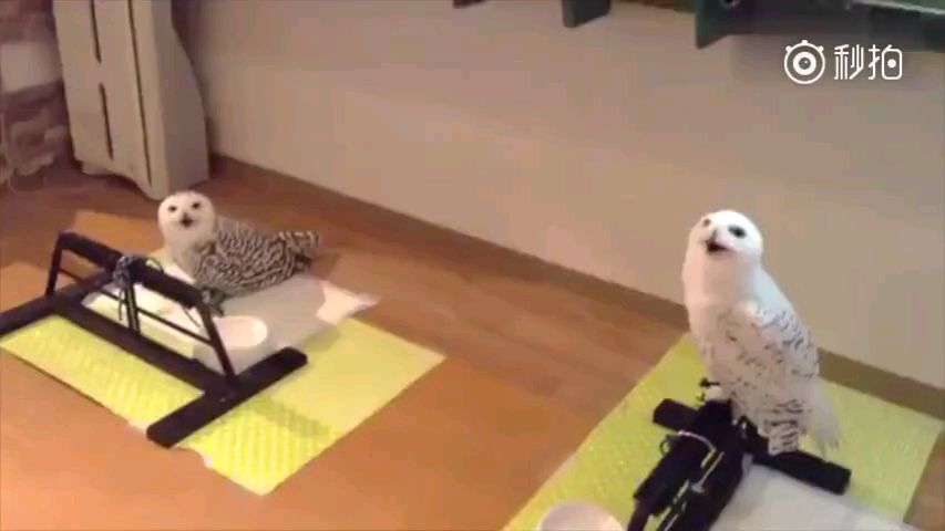 猫头鹰等到主人下班回家,露出了憨厚的笑容!